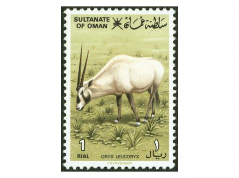 Oryx Leucoryx